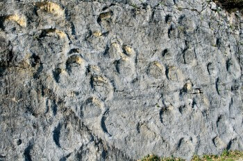 Traces de dinosaures à Coisia
