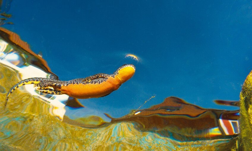 Triton alpestre au ventre bien orangé