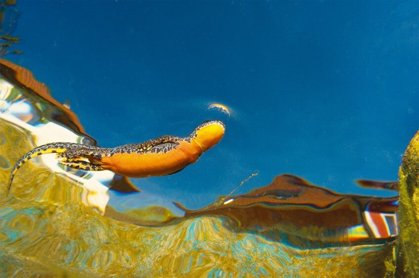 Triton alpestre au ventre bien orangé