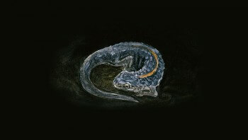Triton alpestre en train de passer l'hiver dans une cachette avec sa robe terne. Triton alpestre en train de passer l'hiver dans une cachette avec sa robe terne.