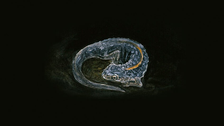 Triton hibernation dessin