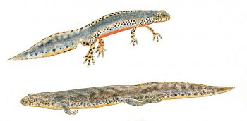 Triton alpestre mâle (en-haut) et femelle (en-bas) Triton alpestre mâle (en-haut) et femelle (en-bas) dessin