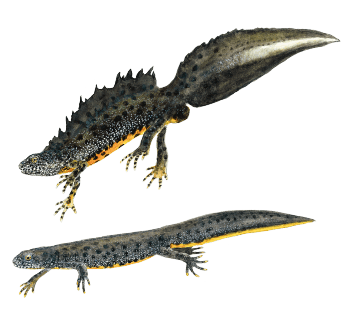 Triton crêté mâle (en-haut) et femelle (en-bas) Triton crêté mâle (en-haut) et femelle (en-bas) dessin