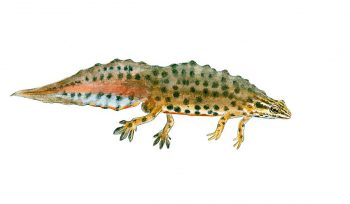 Triton lobé mâle Triton lobé mâle