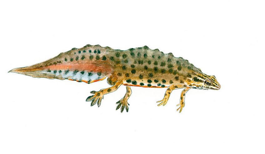 Triton lobé mâle dessin