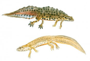 Triton lobé mâle (en-haut) et femelle (en-bas) Triton lobé mâle (en-haut) et femelle (en-bas) dessin