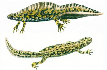 Triton marbré mâle (en-haut) et femelle (en-bas) Triton marbré mâle (en-haut) et femelle (en-bas) dessin