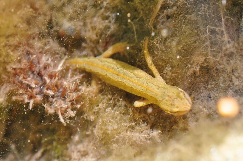 Promenade nature loue