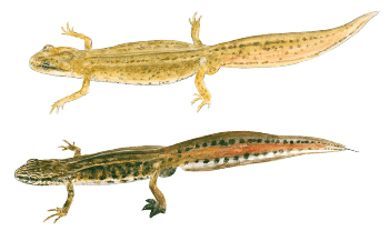 Triton palmé femelle (en-haut) et mâle (en-bas) Triton palmé femelle (en-haut) et mâle (en-bas) dessin