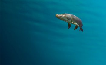 Un brochet dans les eaux du léman Un brochet dans les eaux du léman