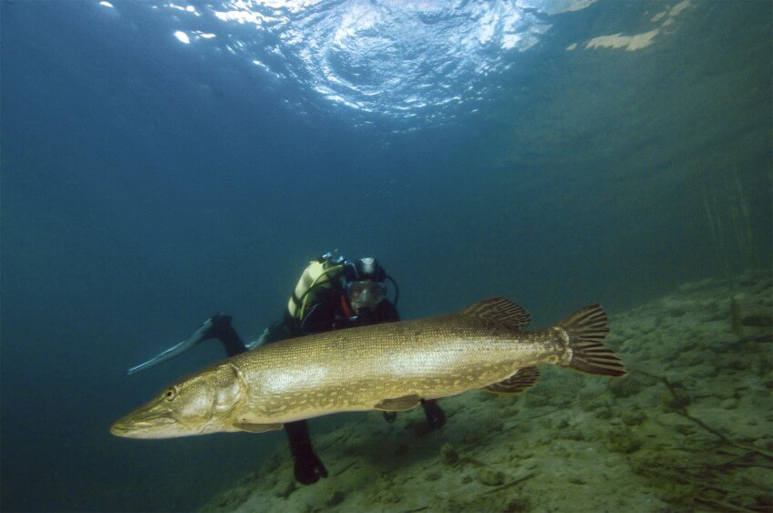 Un brochet peut atteintdre des tailles impressionnantes, surtout les femelles. Ici Saturnin avec Michel Lonfat.