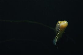 Un brochet sort de l'ombre. / © Michel Lonfat