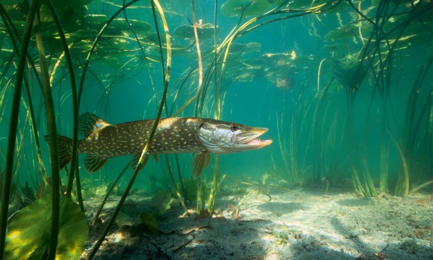 Un brochet sous les nénuphars