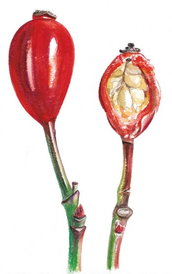 Un faux fruit de cynorrhodon contient – précieusement emballées sous sa pulpe – de 20 à 30 graines issues des ovaires de la fleur. Botaniquement parlant, ce sont elles, les véritables fruits. Dessin cynorrhodon