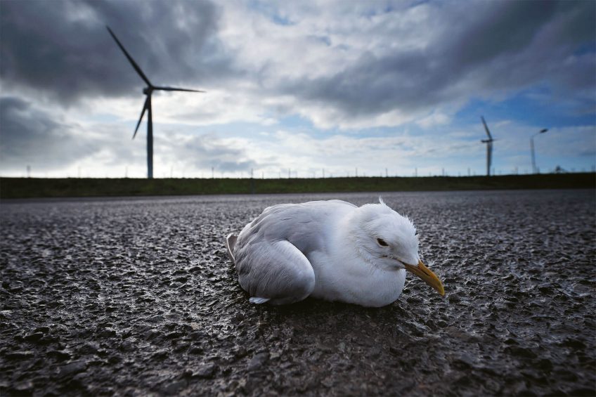 Photo de goéland assommé par une éolienne