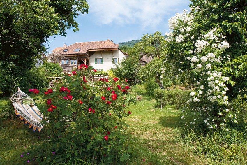 Rosier sauvage jardin