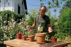 Remplissez vos 3 pots d’un mélange égal de terre et de terreau jusqu’à la moitié.