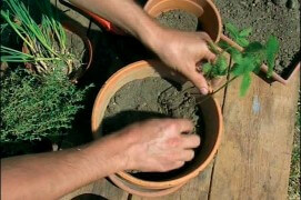 Commencez par installer sur les bords du plus grand pot des plantes aromatiques qui aiment le frais, comme la menthe, le persil ou le basilic.