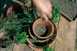 Placez à la périphérie des petites touffes de ciboulette ou quelques racines de menthe.