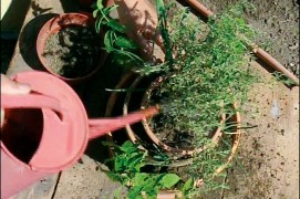 Continuez ainsi jusqu’au sommet de votre tour, en installant dans le troisième pot les plantes aimant beaucoup la chaleur comme le thym ou la sauge.