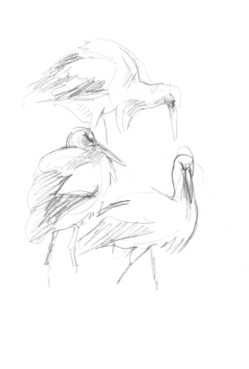 Des cigognes dans la ville de Besançon