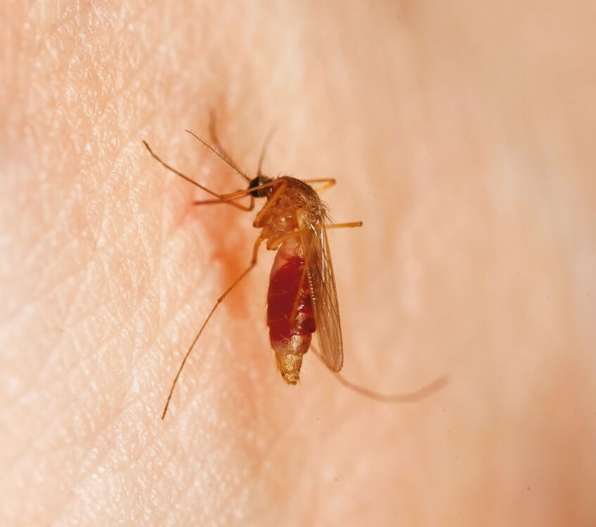 Une femelle de Culex pipiens en pleine action. Photo de moustique qui pique