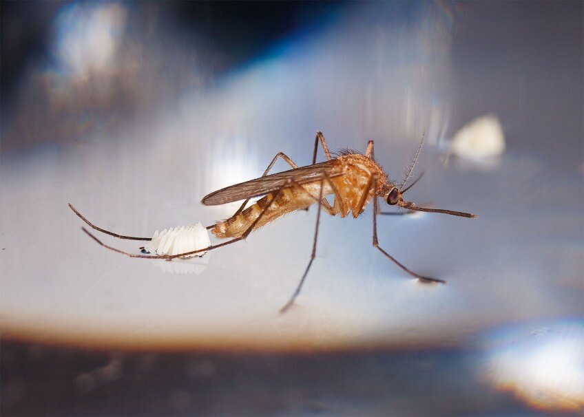 Photos de moustique en train de pondre