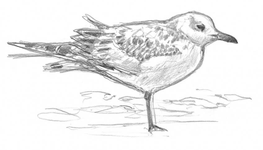 « Une mouette mélanocéphale se pose sur une barre de la plage. » Observez les mouettes pour vous exercer à l'ornithologie