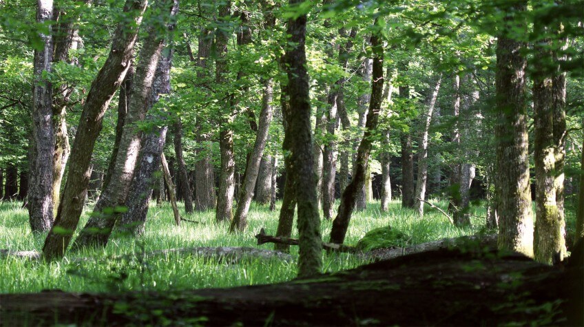 Une vaste forêt, peu fréquentée, parcourue de cours d'eau : tel serait le royaume idéal de la cigogne noire. Face au donjon de la cigogne noire