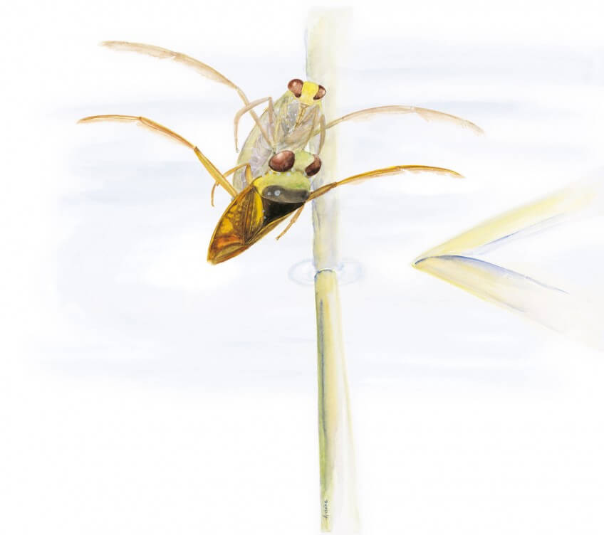 Utile la notonecte suspendue sous la surface de la mare ? A vous de juger : son plat préféré est la larve de moustique. notonecte dessin nature