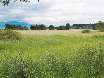 Vaste étendue de laîches, choins et joncs de la Grande Cariçaie / © Benoît Renevey