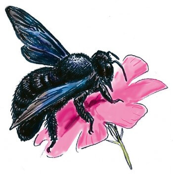 Xylocope La mare de A à Z