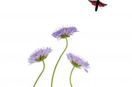 Zygène de la spirée (Zygaena filipendulaeines) - « Pour l'envol de ce zygène, il m'a fallu des dizaines de prises, car rien n'est prévisible en photo de studio avec des êtres vivants totalement alertes. La patience et la chance font partie des nombreux facteurs amenant à un cliché réussi.  » / © Stéphane Hette