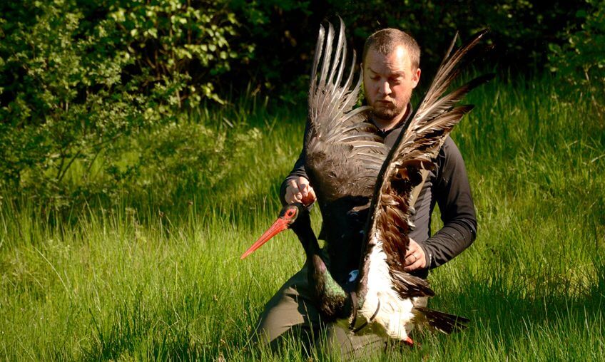 Frédéric Chapalain avec une cigogne noire adulte.