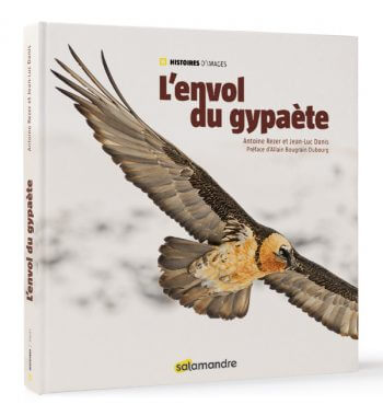 L'envol du gypaète