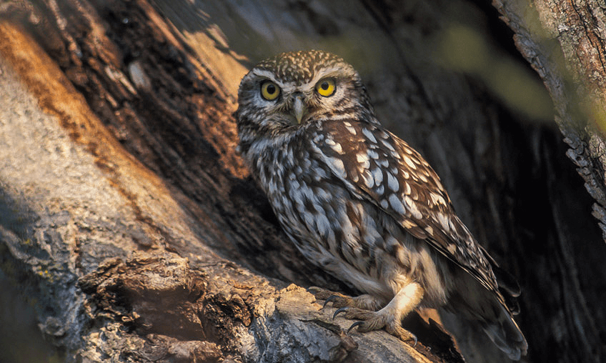 Chouette chevêche dans la région de Genève.
