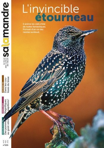 Couverture de La Salamandre n°205