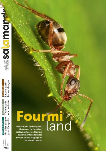 Couverture de La Salamandre n°206