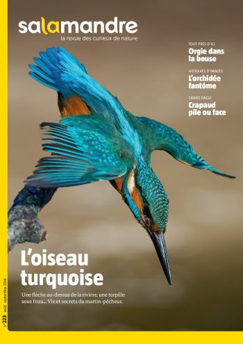 Couverture de La Salamandre n°223