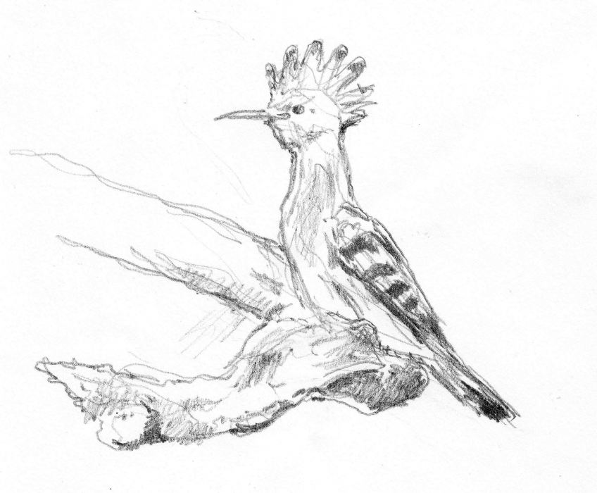 Jeune huppe après l'envol.