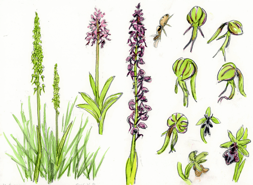 Orchidée militaire homme-pendu