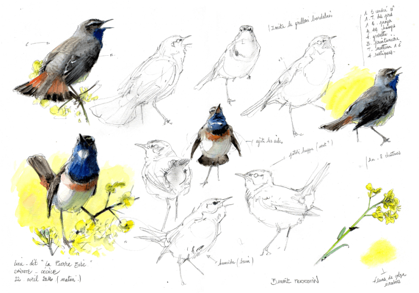 Gorgebleues dans le colza