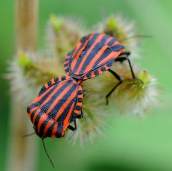 Graphosoma italicum, punaise arlequin Et pourquoi pas les punaises ?
