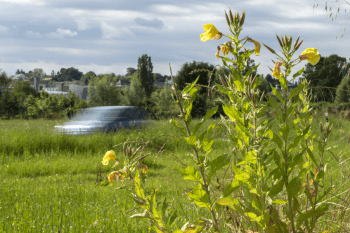 Onagre bisannuelle en bord de route