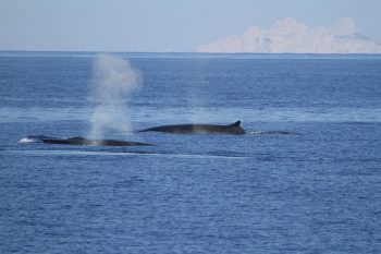 Rorquals communs en Méditerranée