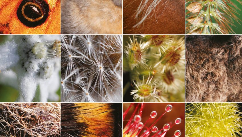 Qui sont ces poilus ?