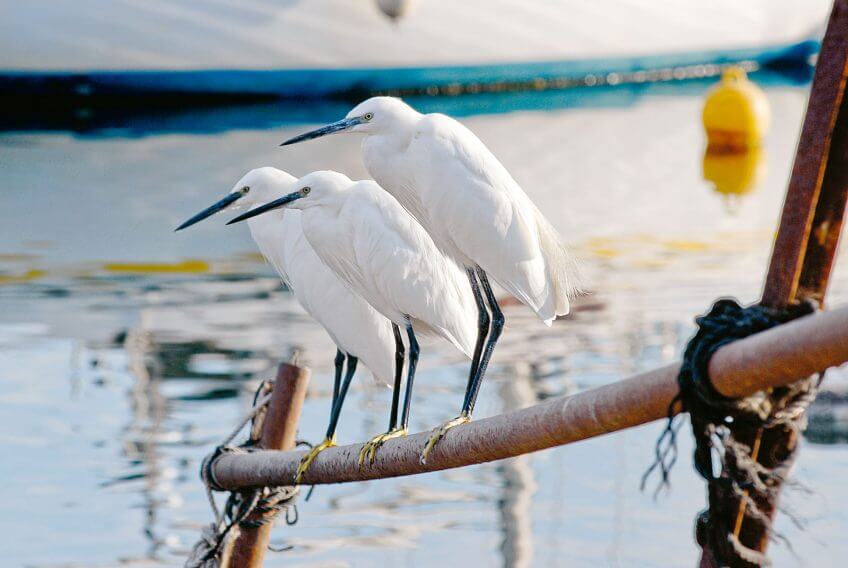 Aigrette garzette Balade autour de l'étang de Thau