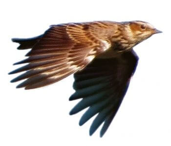 L'impact des éoliennes sur la nature