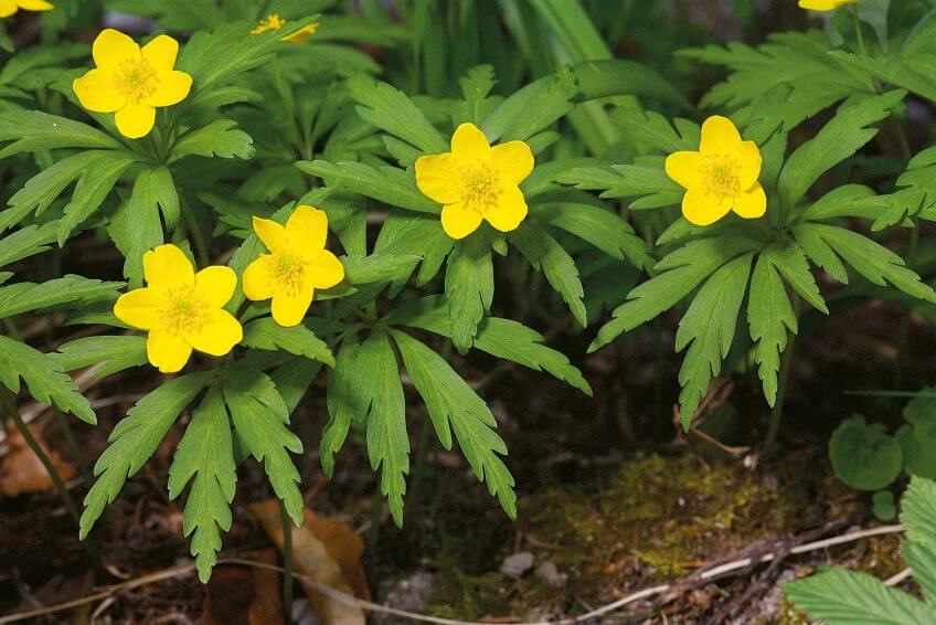 Anémone fausse renoncule Plantes étonnantes des berges