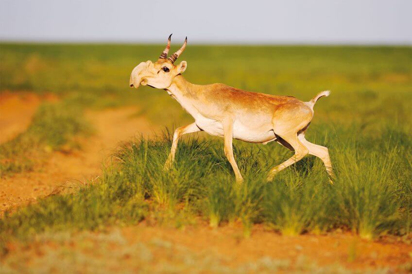 Antilope saïga
 Survivants fascinants au temps des mammouths
